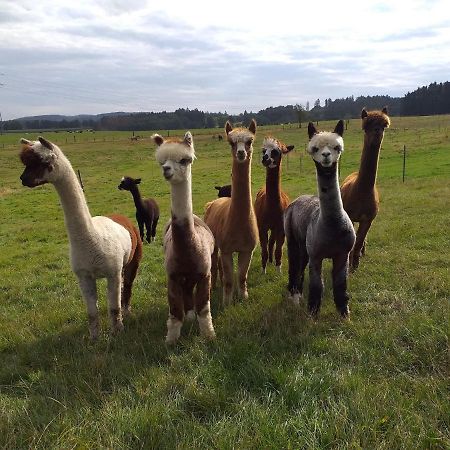 Apartment On An Alpaca Farm In Kierspe Zewnętrze zdjęcie
